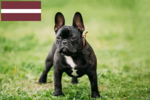 Lees meer over het artikel Franse Bulldog fokkers en pups in Letland