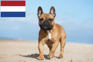 Lees meer over het artikel Franse Bulldog fokkers en puppies in Nederland
