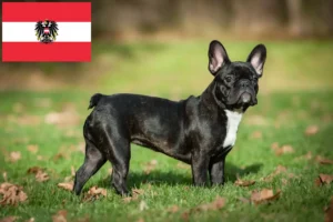 Lees meer over het artikel Franse Bulldog fokkers en puppies in Oostenrijk
