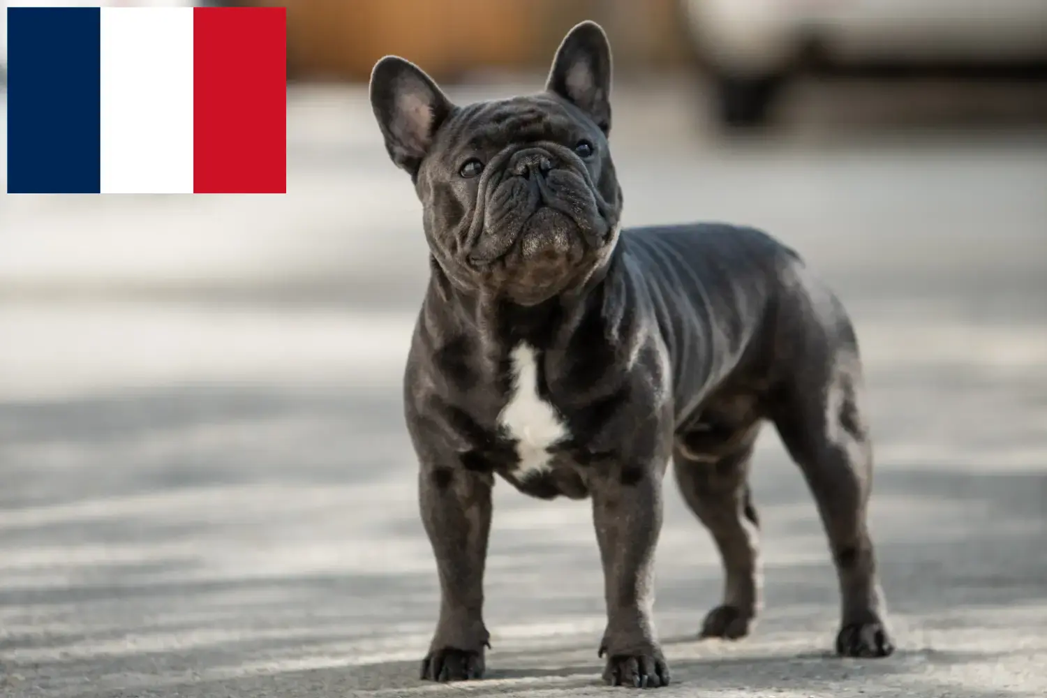 Franse Bulldog puppy's en fokkers Réunion Vind hier fokkers van Franse Bulldoggen auf Réunion.