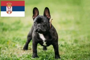 Lees meer over het artikel Franse Bulldog fokkers en puppies in Servië