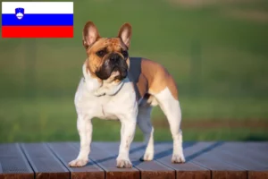 Lees meer over het artikel Franse Bulldog fokkers en puppies in Slovenië