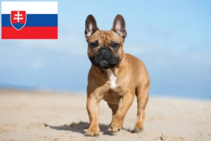Lees meer over het artikel Franse Bulldog fokkers en puppies in Slowakije