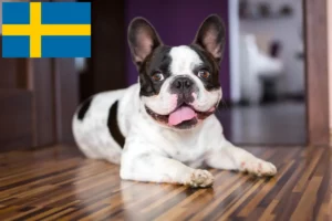 Lees meer over het artikel Franse Bulldog fokkers en pups in Zweden
