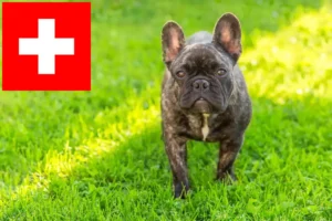 Lees meer over het artikel Franse Bulldog fokkers en puppies in Zwitserland