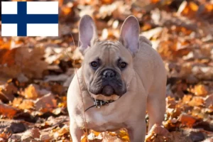 Lees meer over het artikel Franse Bulldog fokkers en pups in Finland
