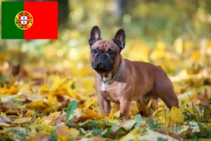 Lees meer over het artikel Franse Bulldog fokkers en puppies in Portugal