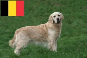 Lees meer over het artikel Golden Retriever fokkers en pups in België