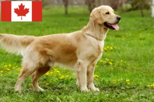 Lees meer over het artikel Golden Retriever fokkers en puppy’s in Canada