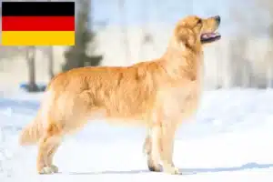 Lees meer over het artikel Golden Retriever fokkers en puppy’s in Duitsland