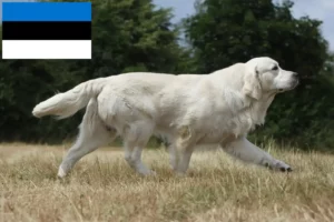 Lees meer over het artikel Golden Retriever fokkers en pups in Estland