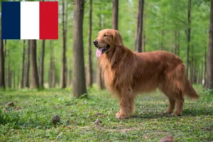 Lees meer over het artikel Golden Retriever fokkers en puppies in Frankrijk