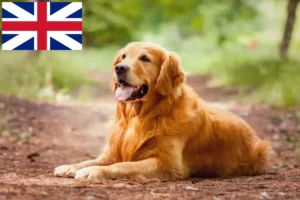 Lees meer over het artikel Golden Retriever fokkers en puppies in Groot-Brittannië