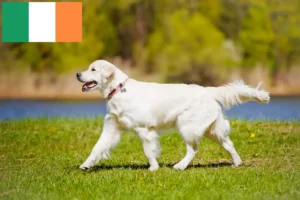 Lees meer over het artikel Golden Retriever fokkers en pups in Ierland