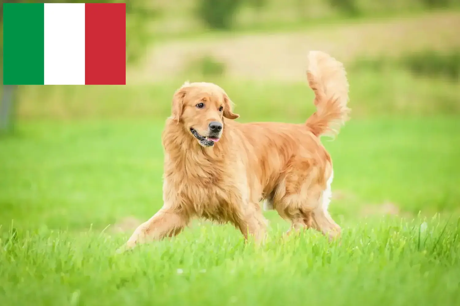 Golden Retriever puppies en fokkers Italië Hier vind je Golden Retriever fokkers in Italië.