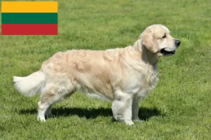 Lees meer over het artikel Golden Retriever fokkers en pups in Litouwen