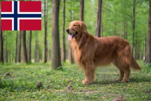 Lees meer over het artikel Golden Retriever fokkers en pups in Noorwegen