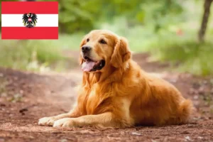 Lees meer over het artikel Golden Retriever fokkers en pups in Oostenrijk