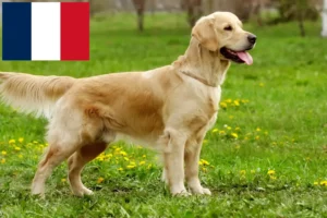 Lees meer over het artikel Golden Retriever fokkers en pups in Réunion