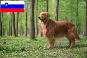 Lees meer over het artikel Golden Retriever fokkers en pups in Slovenië