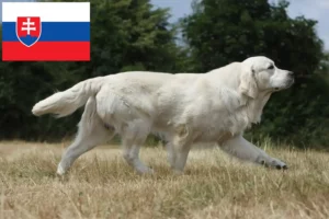 Lees meer over het artikel Golden Retriever fokkers en pups in Slowakije