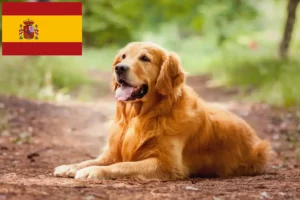Lees meer over het artikel Golden Retriever fokkers en puppies in Spanje