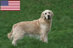 Lees meer over het artikel Golden Retriever fokkers en puppy’s in de VS
