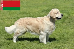 Lees meer over het artikel Golden Retriever fokkers en pups in Wit-Rusland