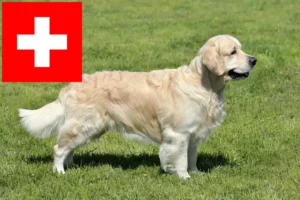 Lees meer over het artikel Golden Retriever fokkers en pups in Zwitserland