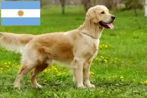 Lees meer over het artikel Golden Retriever fokkers en pups in Argentinië