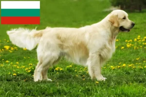 Lees meer over het artikel Golden Retriever fokkers en puppies in Bulgarije