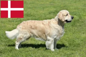 Lees meer over het artikel Golden Retriever fokkers en pups in Denemarken