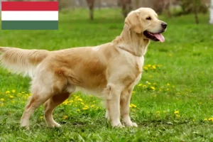 Lees meer over het artikel Golden Retriever fokkers en pups in Hongarije