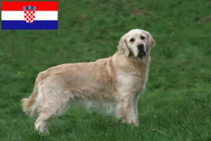 Lees meer over het artikel Golden Retriever fokkers en puppy’s in Kroatië