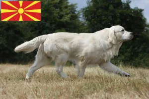 Lees meer over het artikel Golden Retriever fokkers en pups in Noord-Macedonië