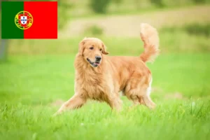 Lees meer over het artikel Golden Retriever fokkers en pups in Portugal
