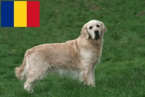 Lees meer over het artikel Golden Retriever fokkers en pups in Roemenië