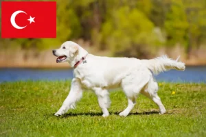 Lees meer over het artikel Golden Retriever fokkers en puppy’s in Turkije