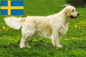 Lees meer over het artikel Golden Retriever fokkers en pups in Zweden