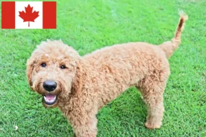 Lees meer over het artikel Goldendoodle fokkers en puppies in Canada