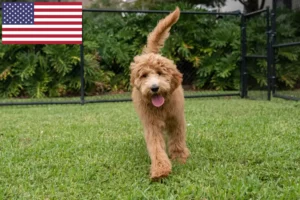 Lees meer over het artikel Goldendoodle fokkers en puppy’s in de VS
