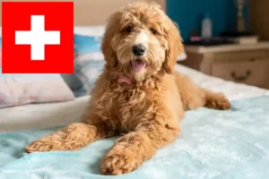 Lees meer over het artikel Goldendoodle fokkers en puppies in Zwitserland