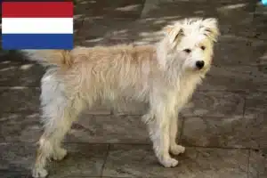 Lees meer over het artikel Hollandse Smoushond fokkers en pups in Nederland