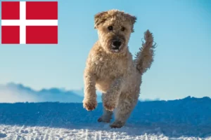 Lees meer over het artikel Ierse Soft Coated Wheaten Terrier fokkers en puppies in Denemarken