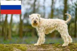 Lees meer over het artikel Ierse Soft Coated Wheaten Terrier fokkers en puppies in Rusland