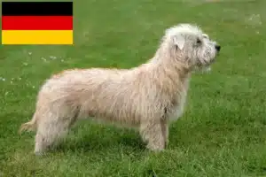 Lees meer over het artikel Irish Glen of Imaal Terrier fokkers en puppies in Duitsland