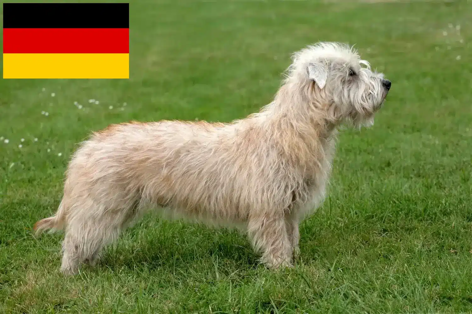 Irish Glen of Imaal Terrier puppies en fokkers Duitsland Hier vind je Irish Glen van Imaal Terrier fokkers in Duitsland.