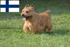 Lees meer over het artikel Irish Glen of Imaal Terrier fokkers en puppies in Finland