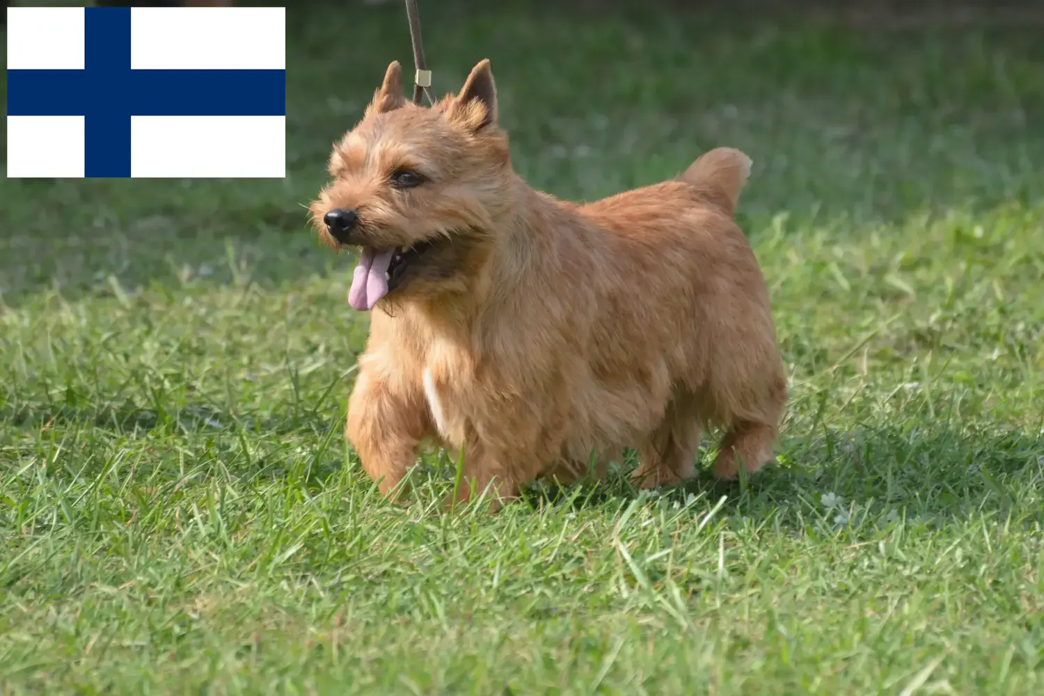 Lees meer over het artikel Irish Glen of Imaal Terrier fokkers en puppies in Finland