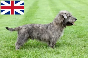 Lees meer over het artikel Irish Glen of Imaal Terrier Fokkers en Puppies in Groot-Brittannië